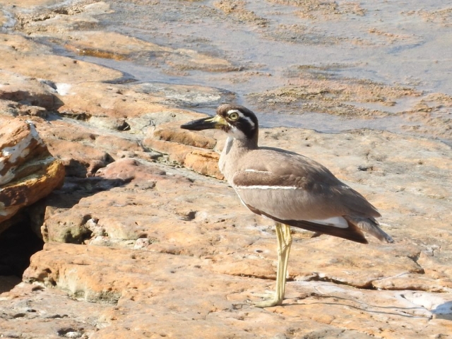 Beach stone-curlew