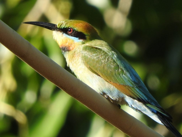 Rainbow bee-eater