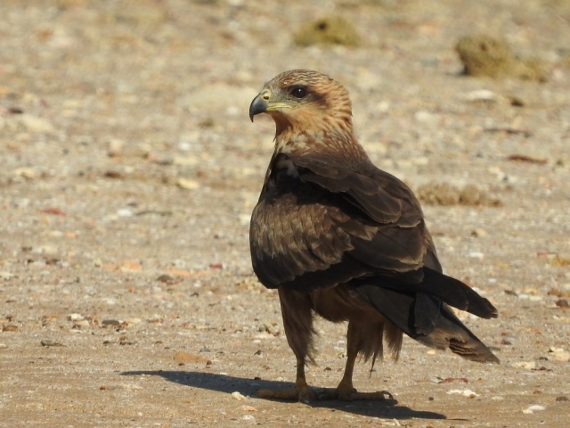 Black kite