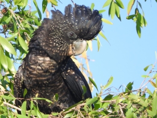 Red-tailed black cockatoo