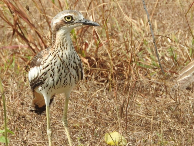 Bush stone-curlew