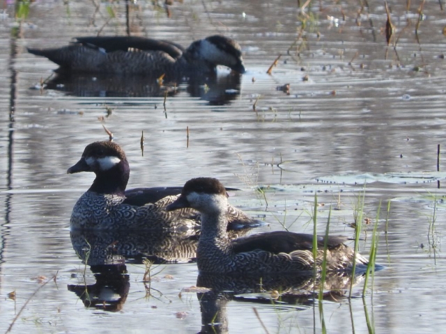 Green pygmy-goose