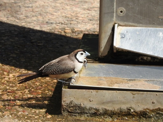 Double-barred finch