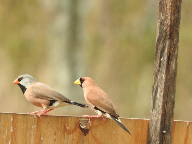 Long-tailed finch and masked finch