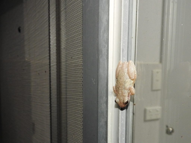 Frog on our patio door