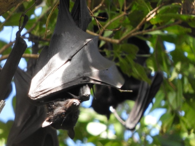 Fruit bat near Wangi Falls