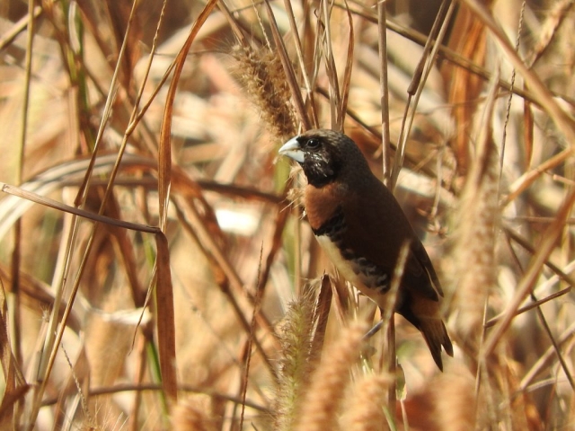 Chestnut-breasted mannikin