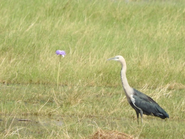 White-necked heron