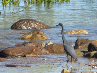 Pacific reef heron