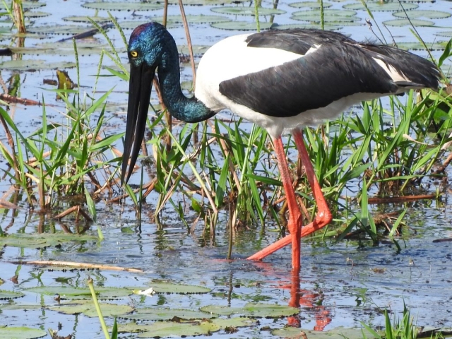 Black-necked stork