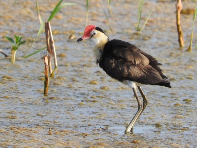 Comb-crested jacana