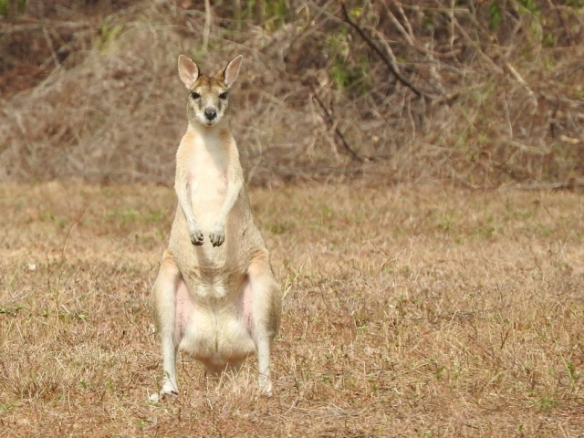 Agile wallaby at East Point Reserve