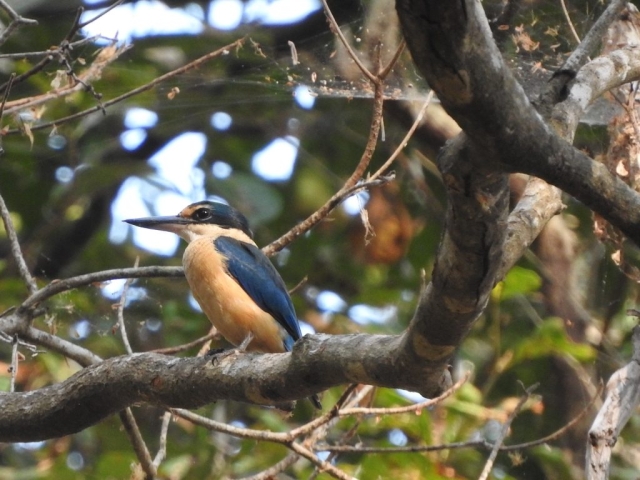 Azure kingfisher