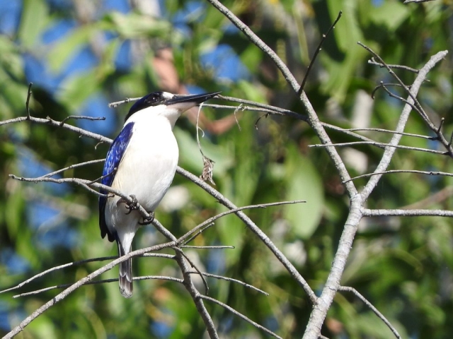 Forest kingfisher