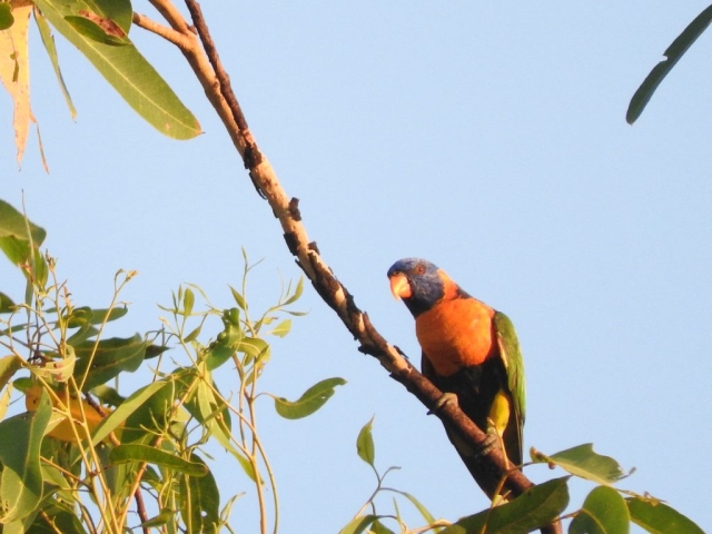 Red-collared lorikeet