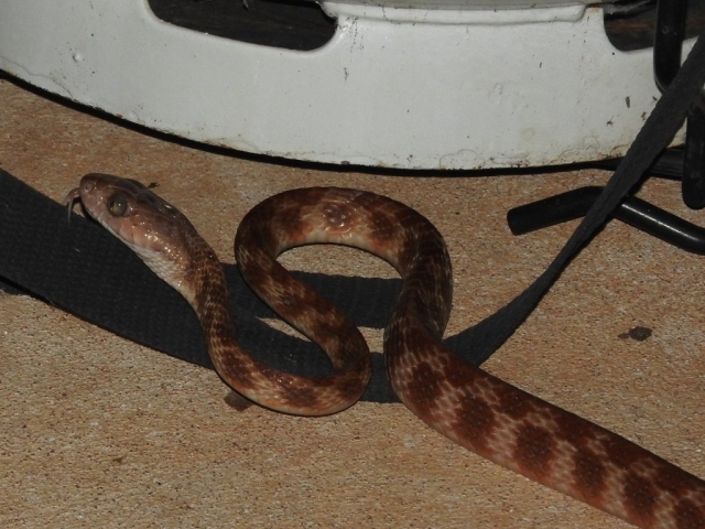 Olive Python in the barbecue area