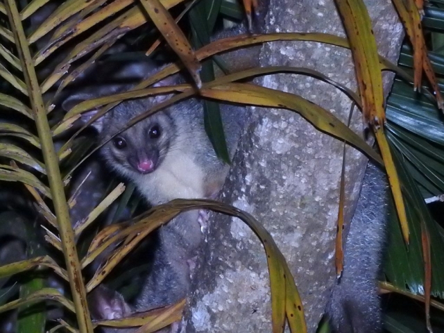 Possum in the garden