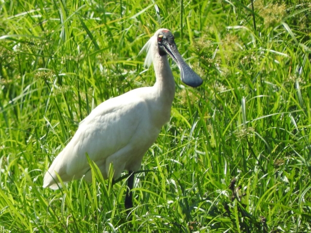 Royal spoonbill