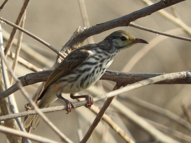 Bar-breasted honeyeater