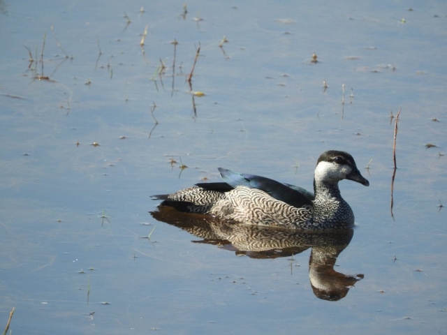 Green pygmy goose in Mamukala Wetlands