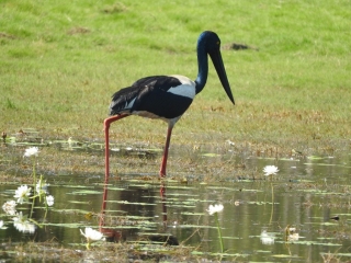 Black-necked stork (jabiru) on the Anbangbang Billabong