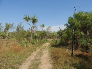 On the trail to the Nanguluwurr art site