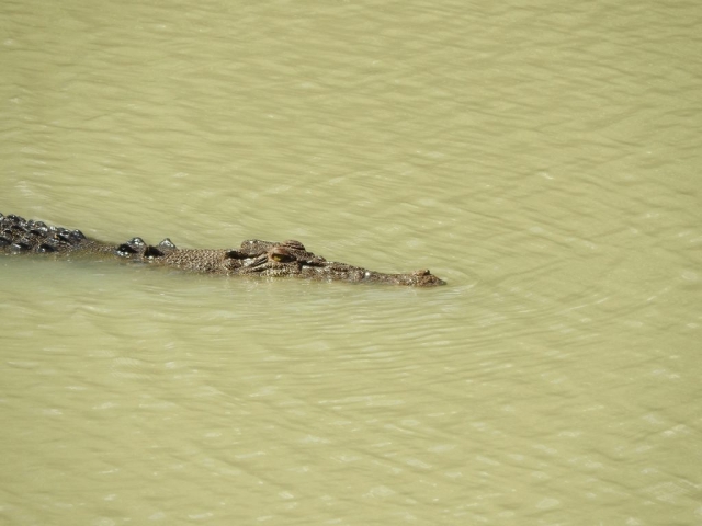 Crocodile in the water at Cahills Crossing