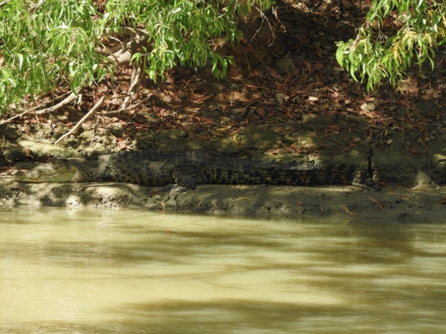 Crocodile on the bank of Cahills Crossing