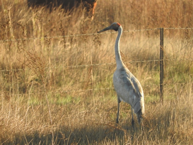 We finally spotted a brolga on the way home