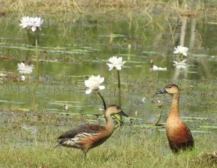 Whistling ducks on the Anbangbang Billabong