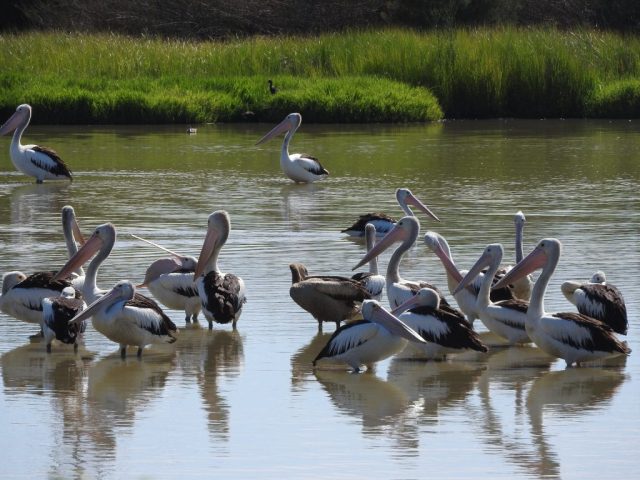 Pelicans in the wetlands