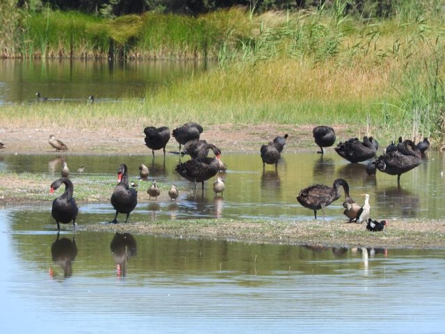 Swans in the wetlands