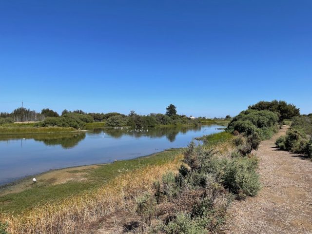 Trail in the wetlands