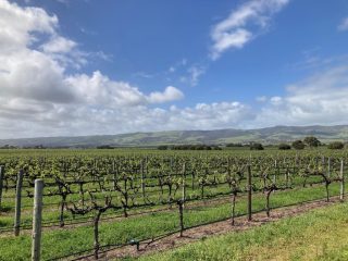 View of the grape vines behind Aldinga Scrub