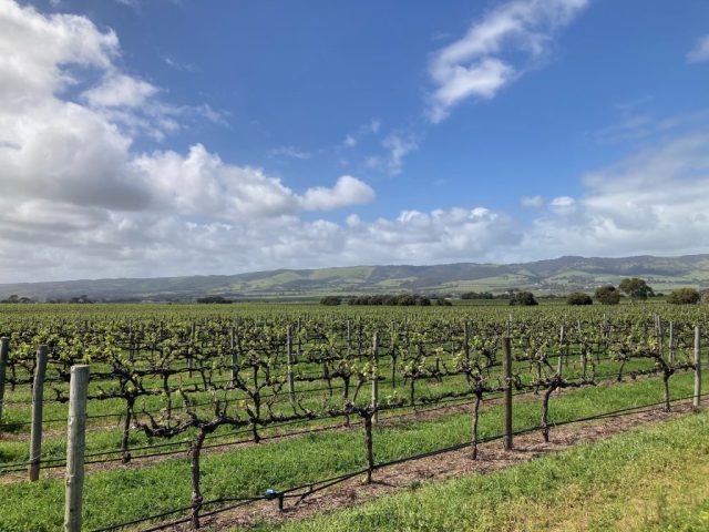 View of the grape vines behind Aldinga Scrub
