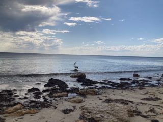 Pelican on the shore