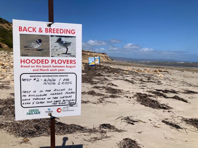 The Hooded Plovers are back!