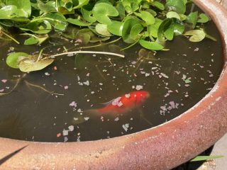 'Pescado' - the resident goldfish