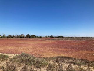 View from the back of the wetlands