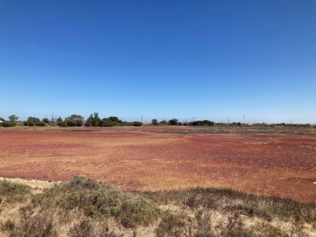 View from the back of the wetlands