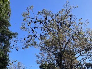 Fruit bats hanging outside Adelaide Zoo