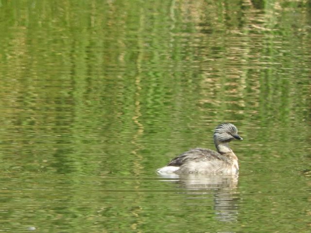 Hoary-headed grebe