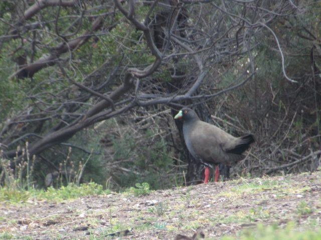 Black-tailed native-hen