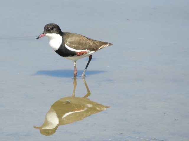 Red-kneed dotterel