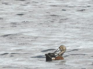 Australasian Shoveler