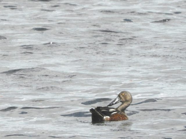 Australasian Shoveler