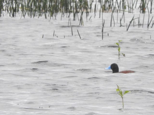Blue-billed Duck