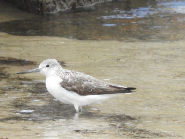Common greenshank