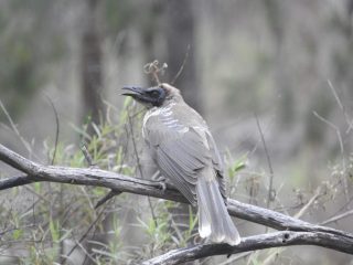 Noisy Friarbird Noisy Friarbird