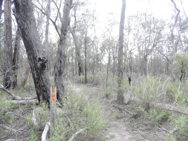 The 'orange' track